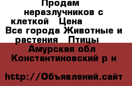 Продам 2 неразлучников с клеткой › Цена ­ 2 500 - Все города Животные и растения » Птицы   . Амурская обл.,Константиновский р-н